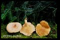 Lactarius aspideus-amf1099
